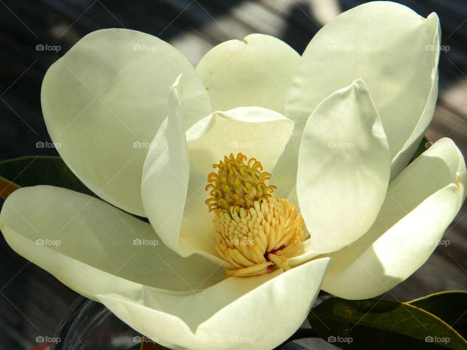 Close-up of white flower