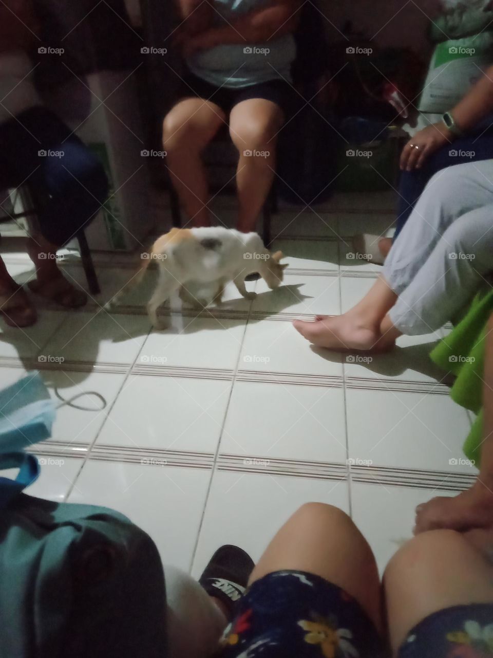 AS WE HAVE BONDING SESSION 🤝WITH MY BATCHMATES, A VISITOR CAT🐾😻 ENTER THE SCENE😄🤣😆,NICE ONE FRIEND