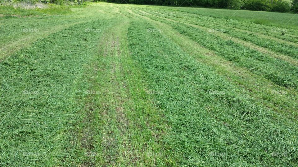 hay rows