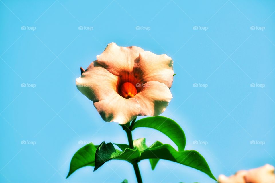 Beautiful Trumpet looks like touching the blue sky.