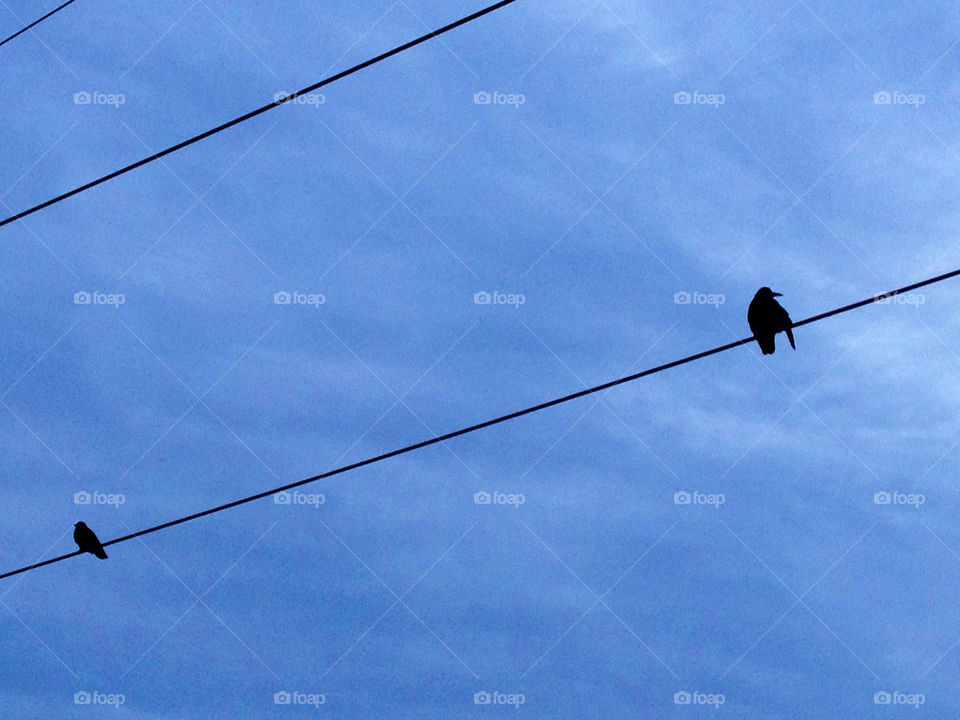 sky birds bird silhouette by theabergnielsen