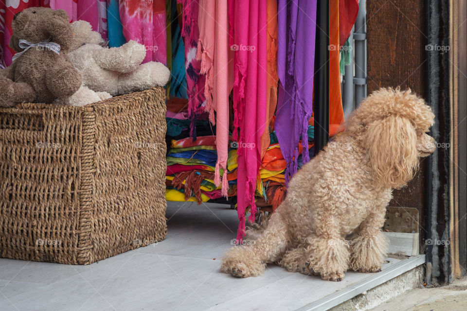A cute little poodle in front of shop