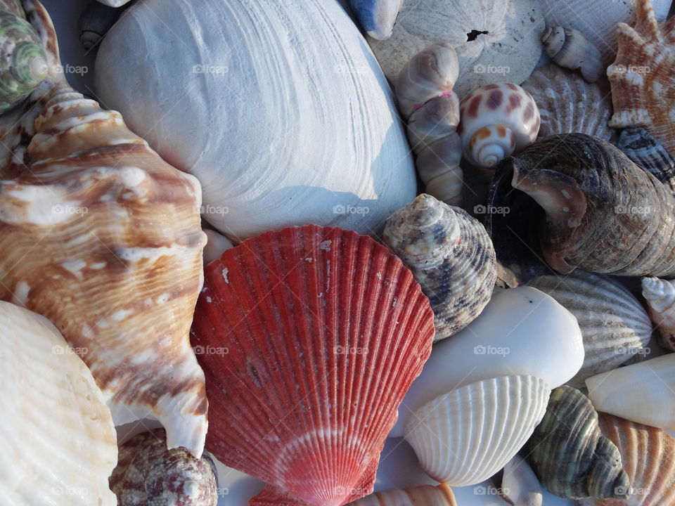 Shell collection