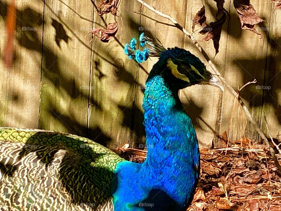 Peacock vivid visitor 