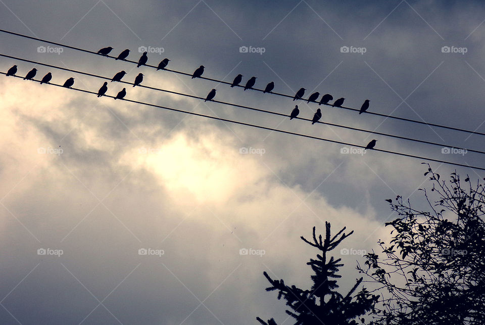 Birds gathering on power lines, early autumn, England