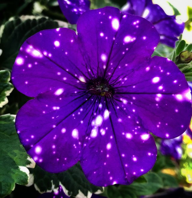 Purple and white petunia—taken in Ludington, Michigan 