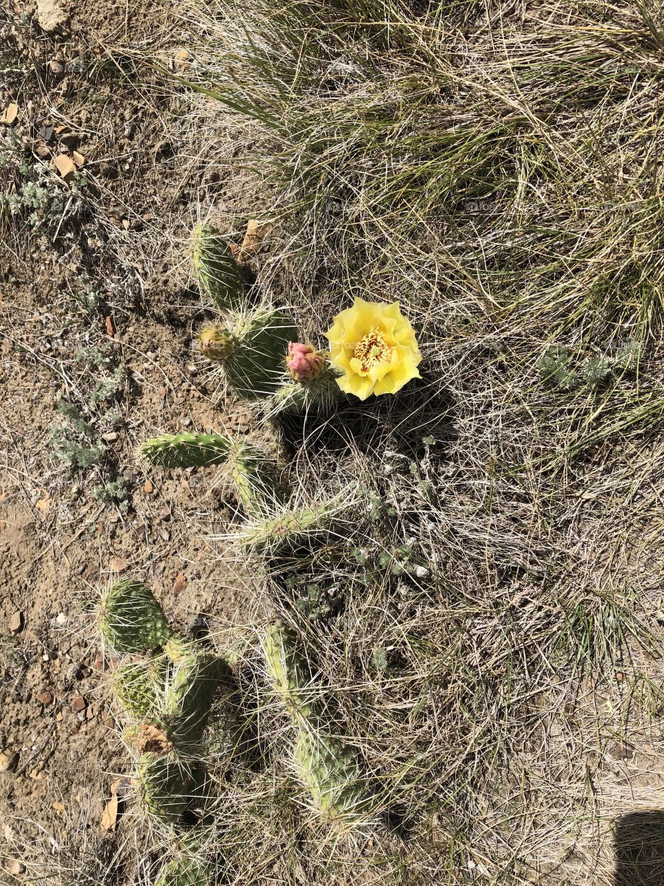 Badlands Cactus 