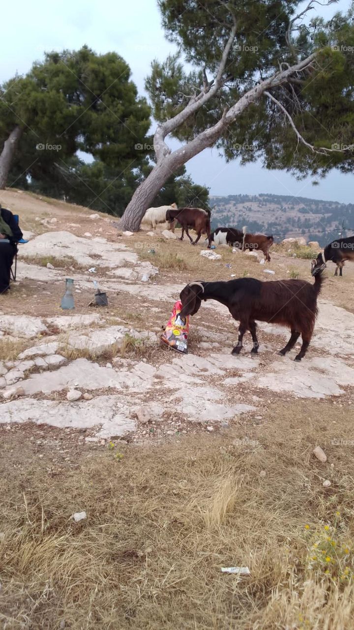 A goat eating chips on a mountain planted with trees