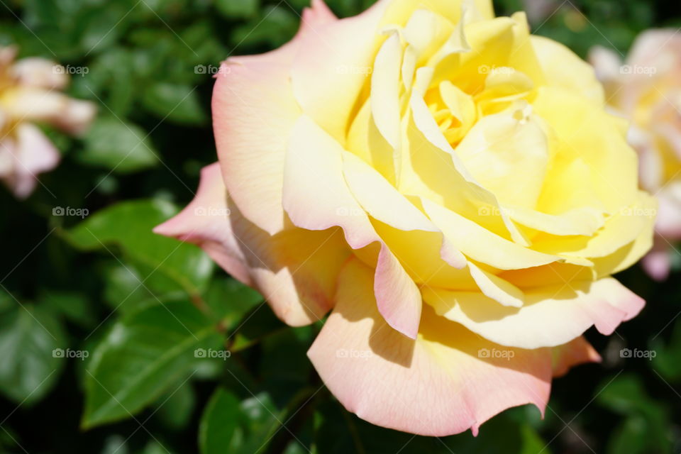 Yellow and pink rose 
