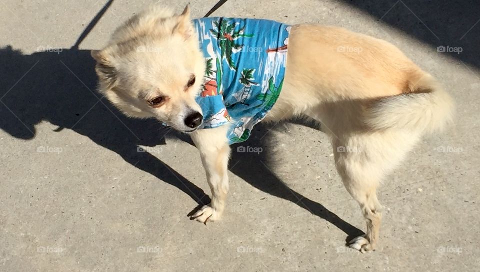 Piper is sporting his favorite Hawaiian shirt 