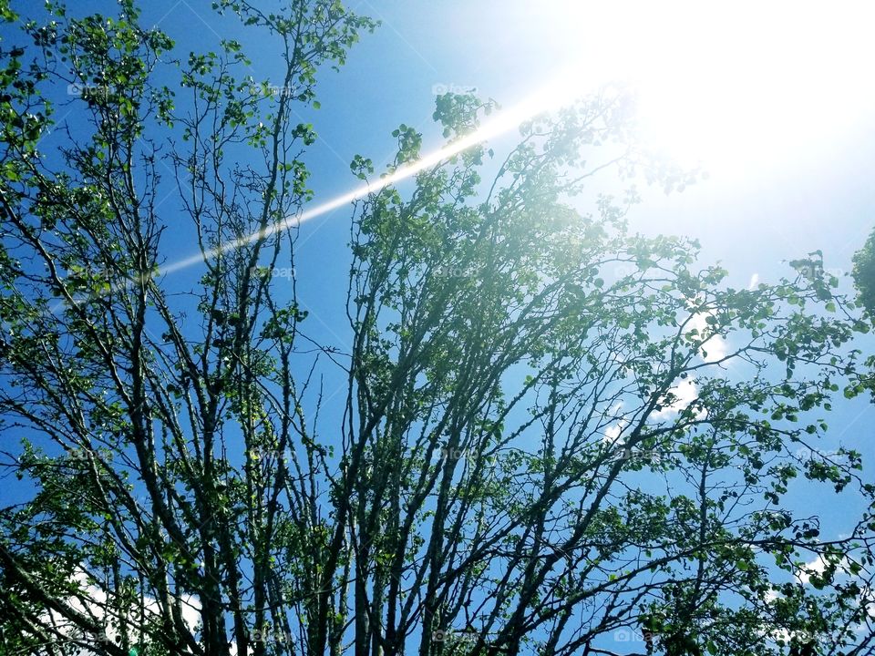 Clear blue sky with green budding branches of summer foliage and gleaming sunshine.