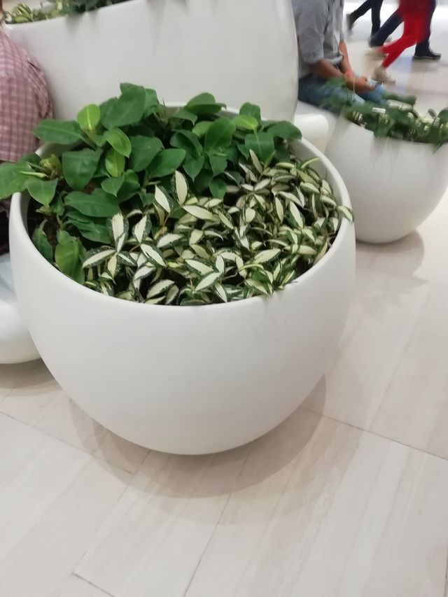 Indoor plant deco at the shopping mall