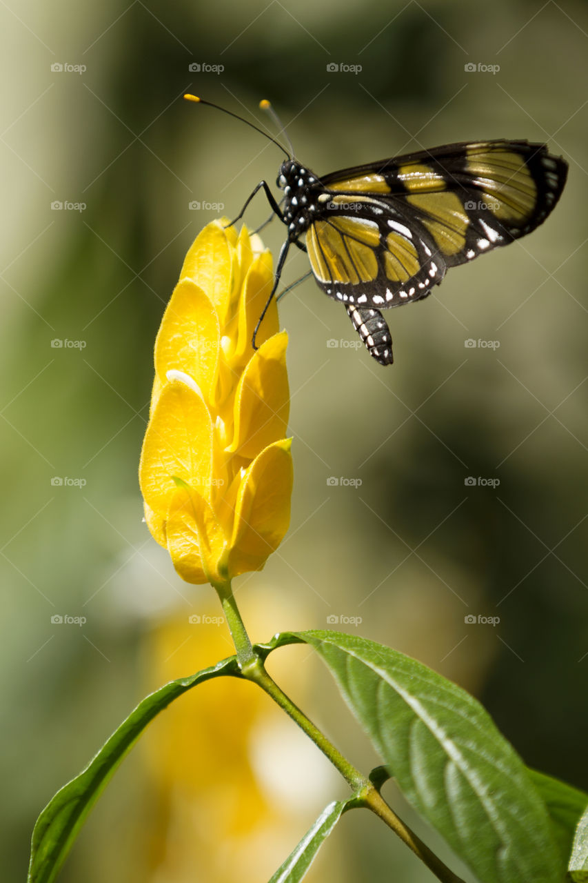 A butterfly on flower.