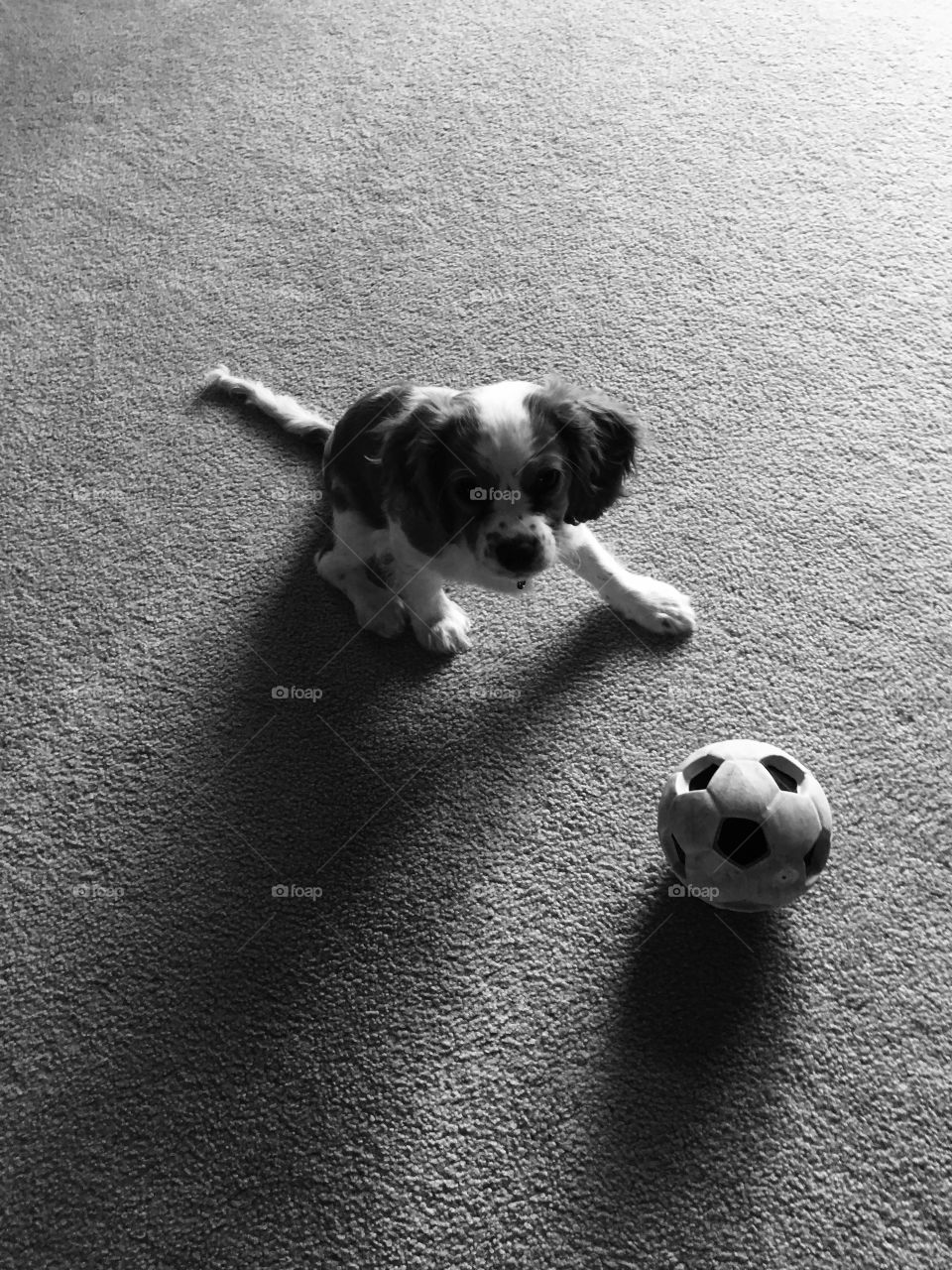 Dog, Ball, Monochrome, Canine, Puppy