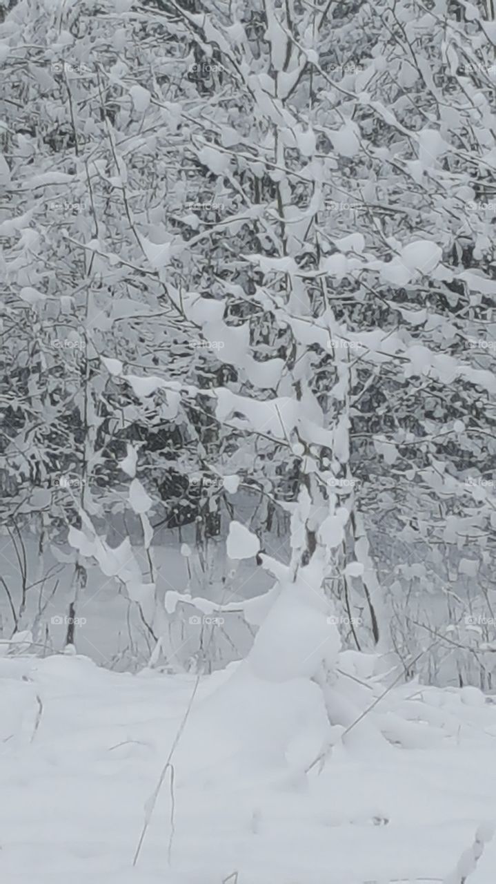 trees coverd in snow