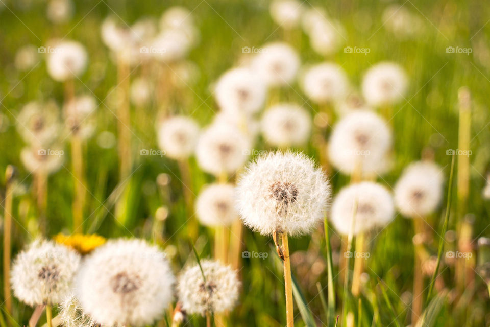 Field of dandelions