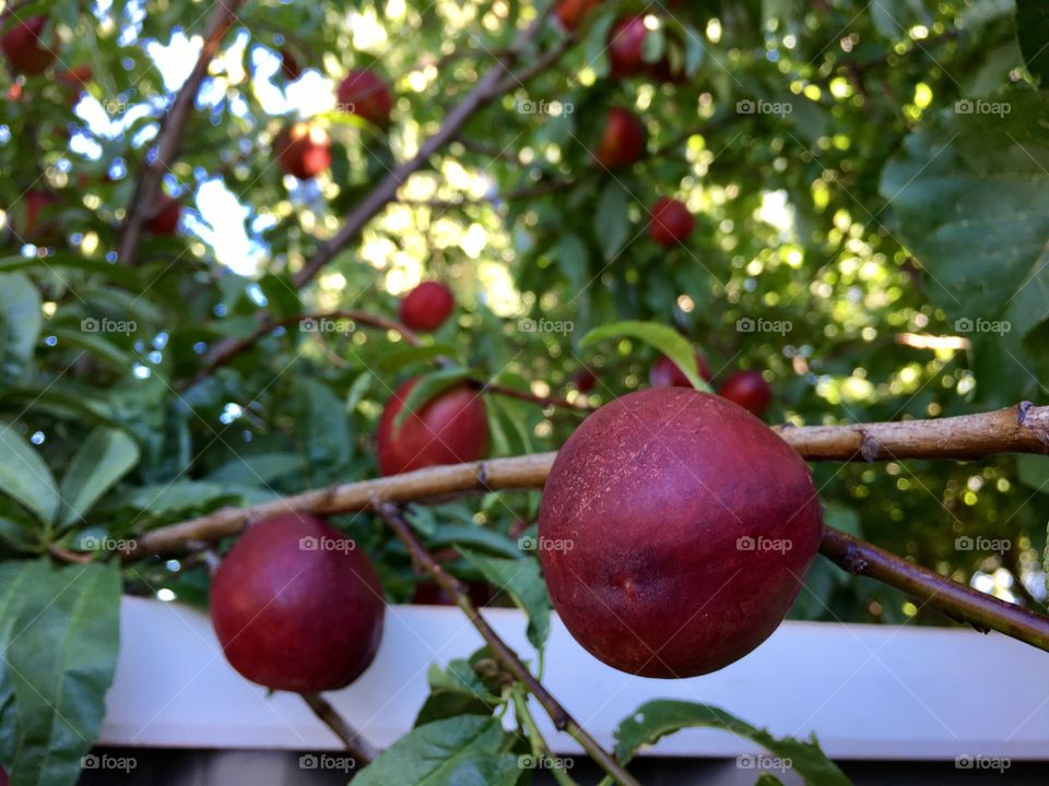 Closeup view ripe juicy red ripe delicious healthy organic nectarine on tree with blurred tree background ready for harvest