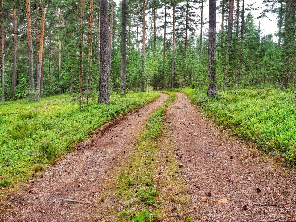 Road in the woods. 