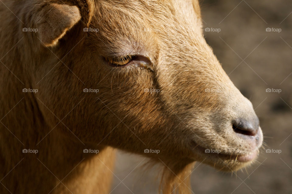 Brown goat