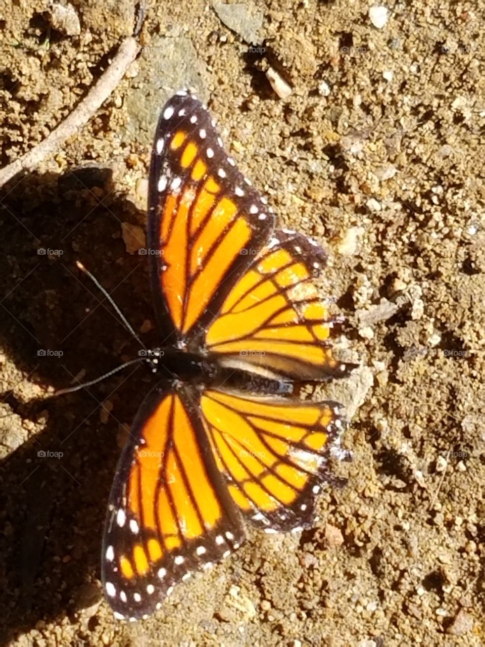 Butterfly, Insect, Invertebrate, No Person, Nature