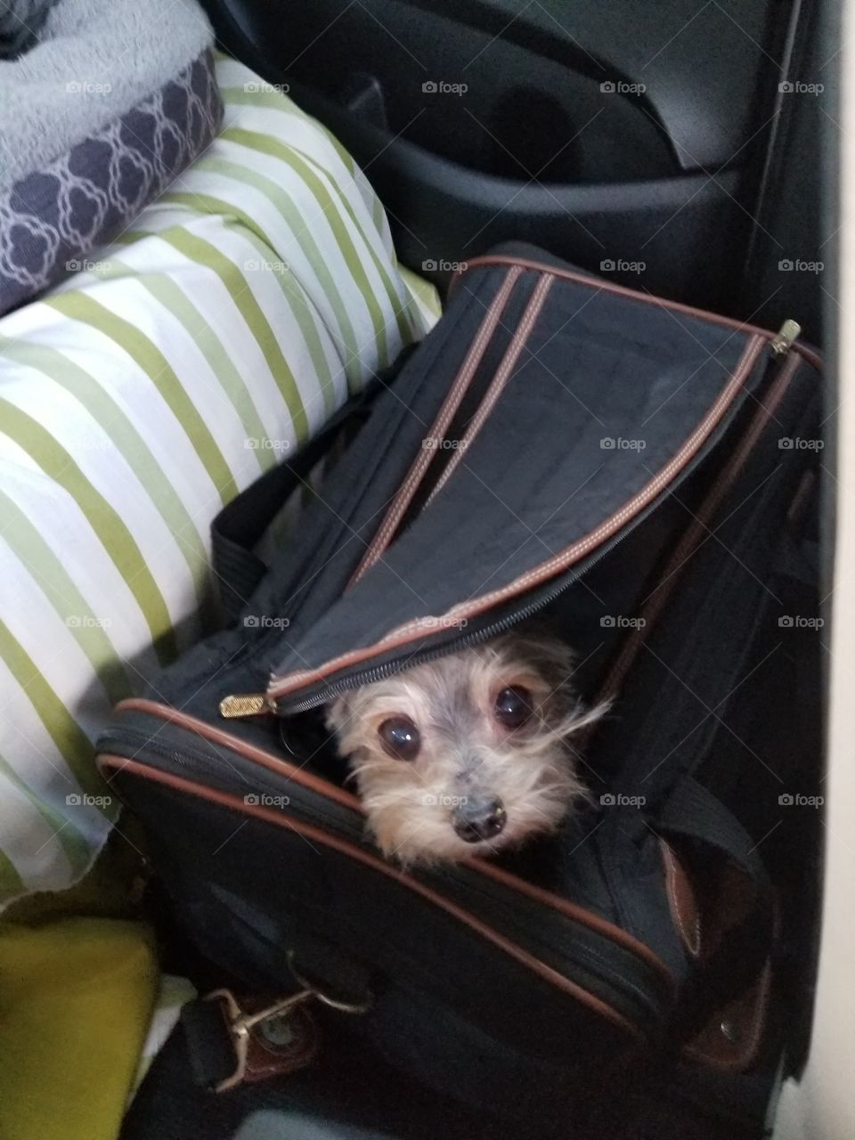Doggie in a bag peeking out