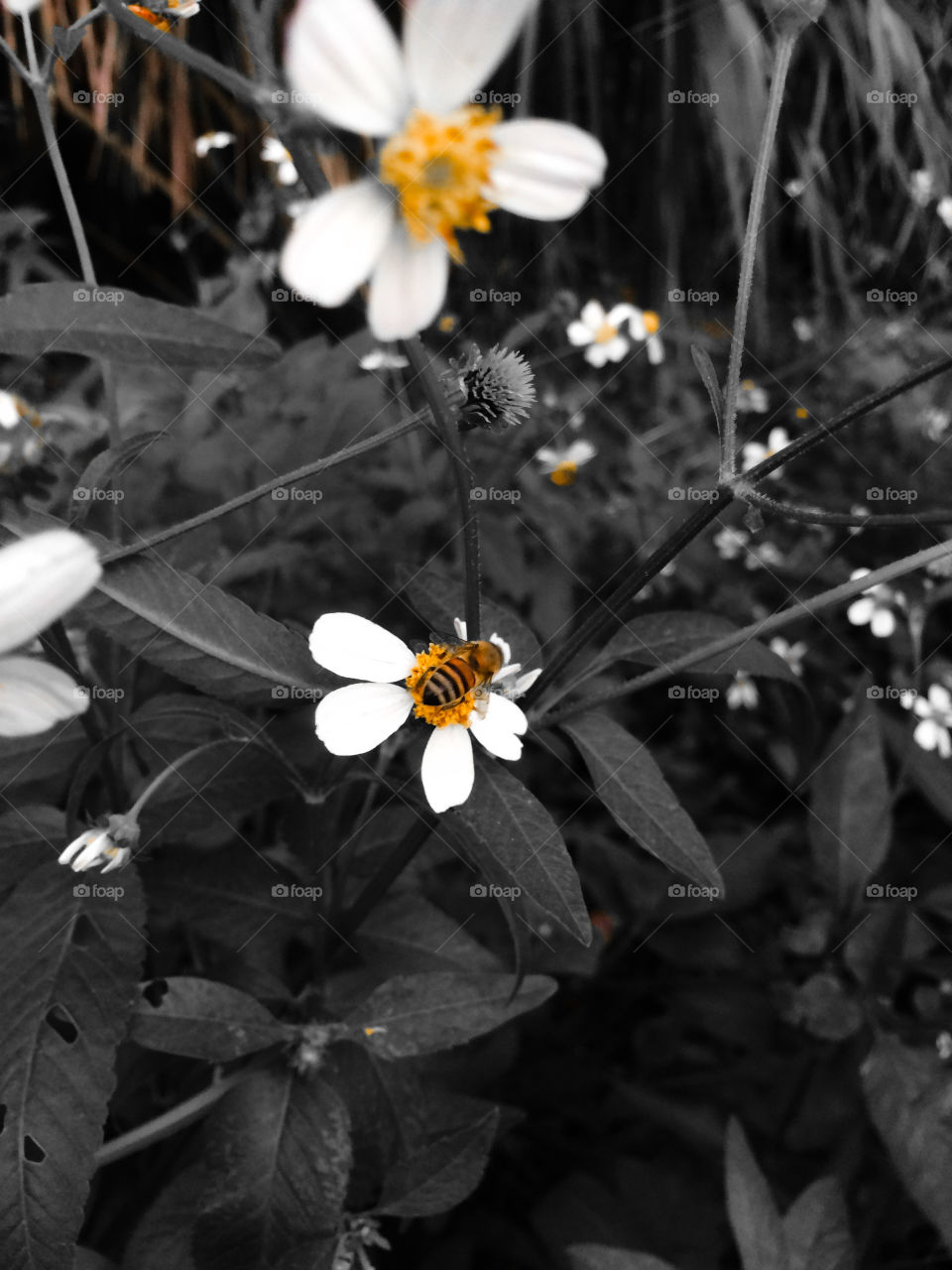 Bee focused 