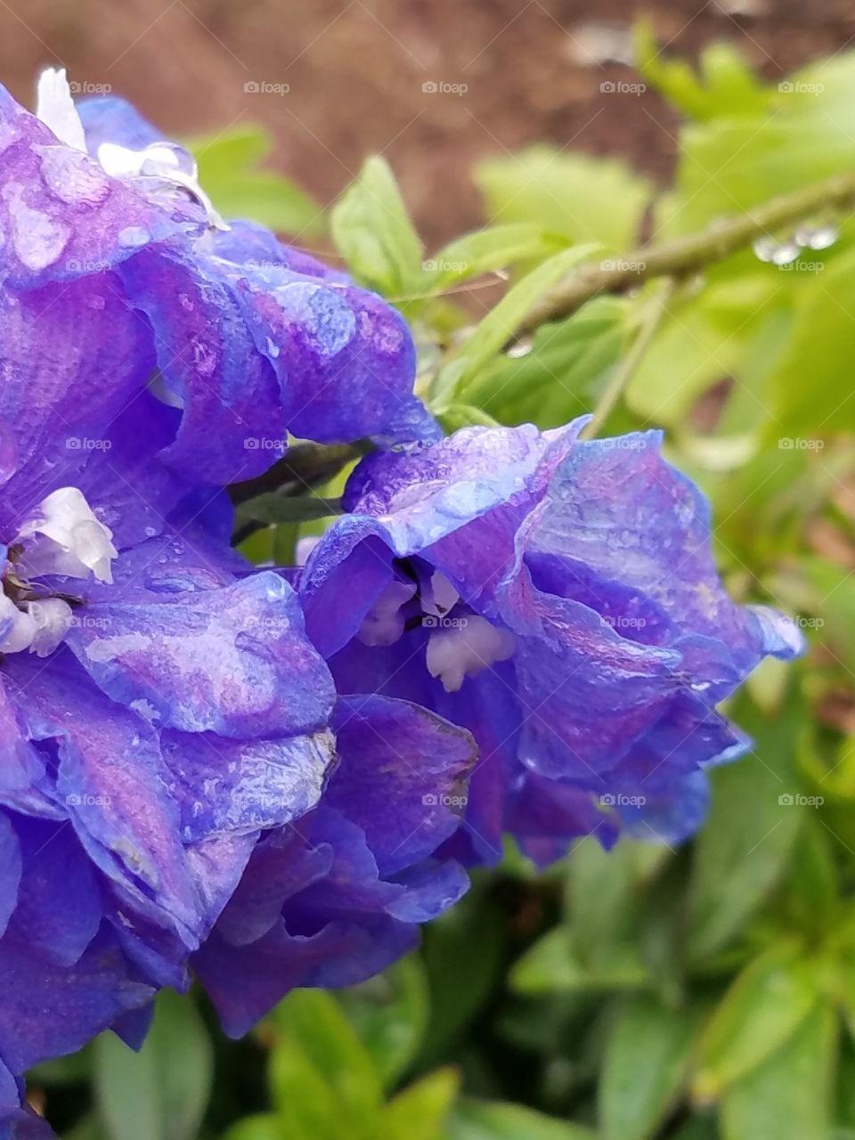 Raindrops on flowers