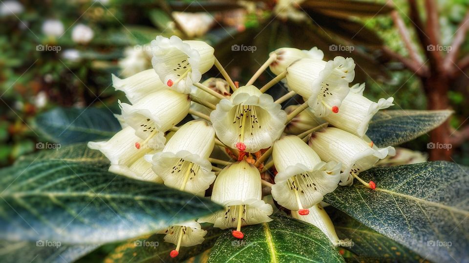 Vancouver Island flora