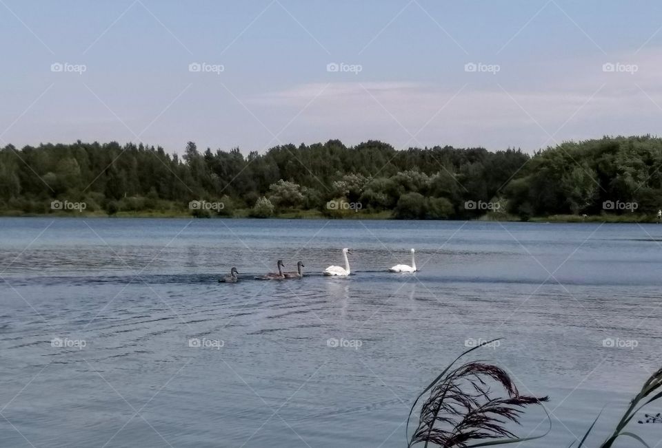 swans family on a lake summer landscape blue sky background