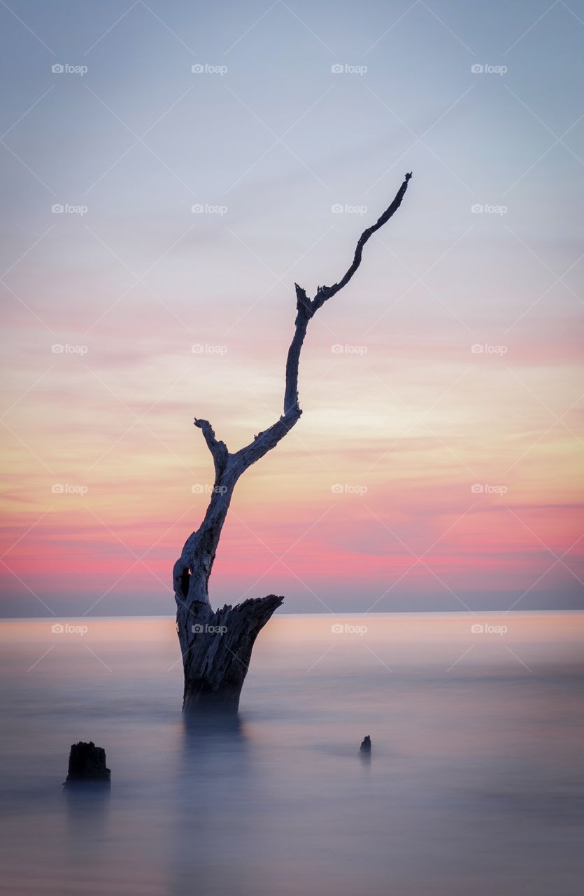 Lonely Tree