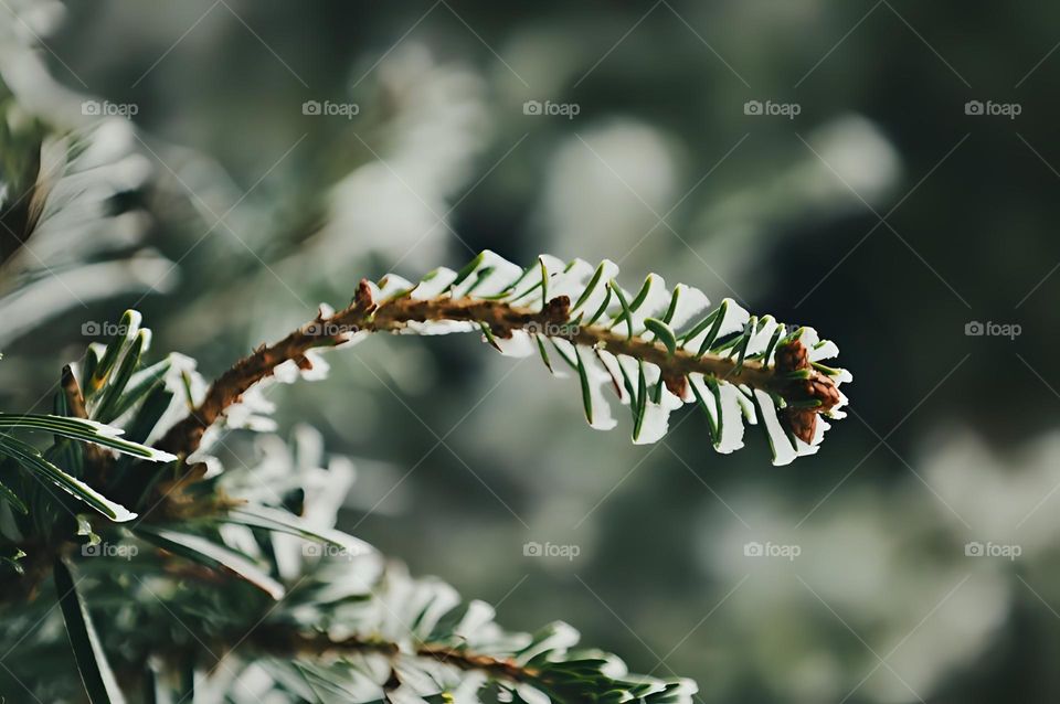 This picture represents a fir branch with snow on it.