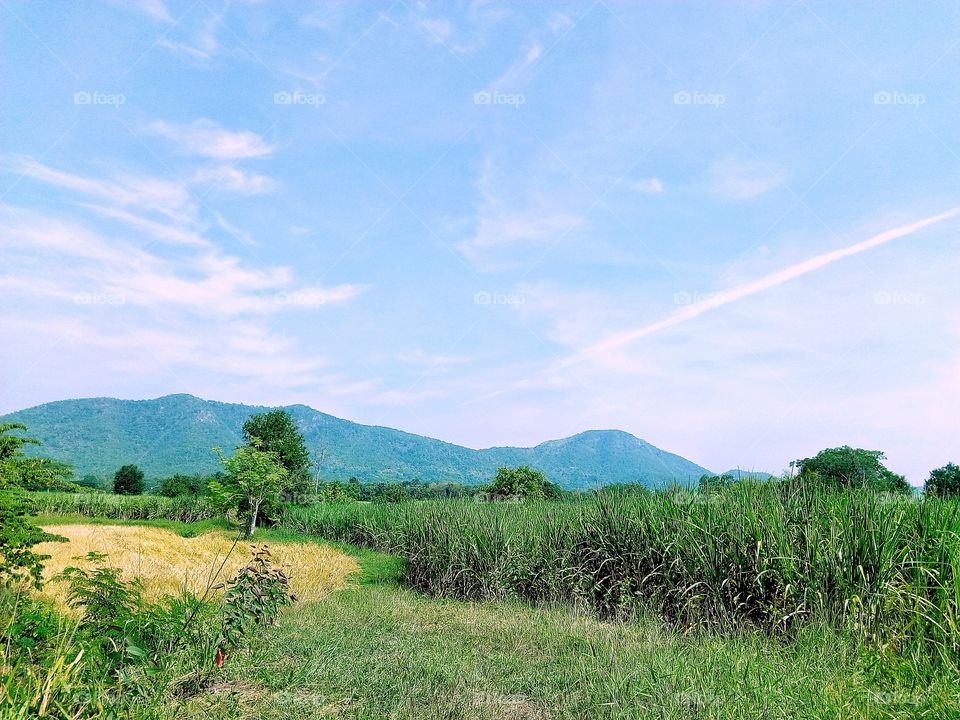 Rice fields, mountains,sky