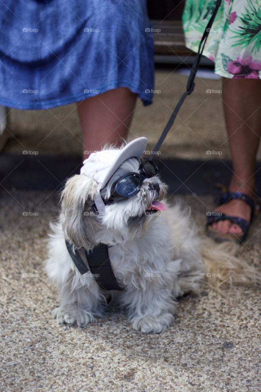 A cool dog wearing a hat and sunglasses
