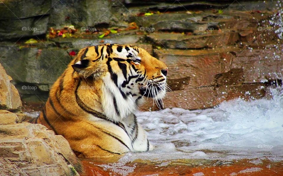 Tiger Cooling off