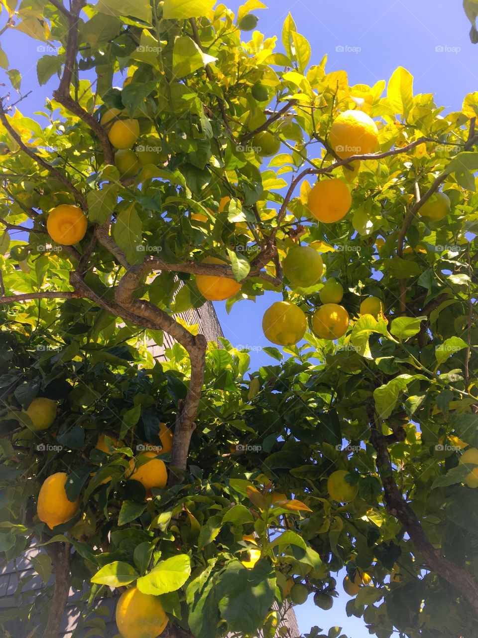 Lemon tree