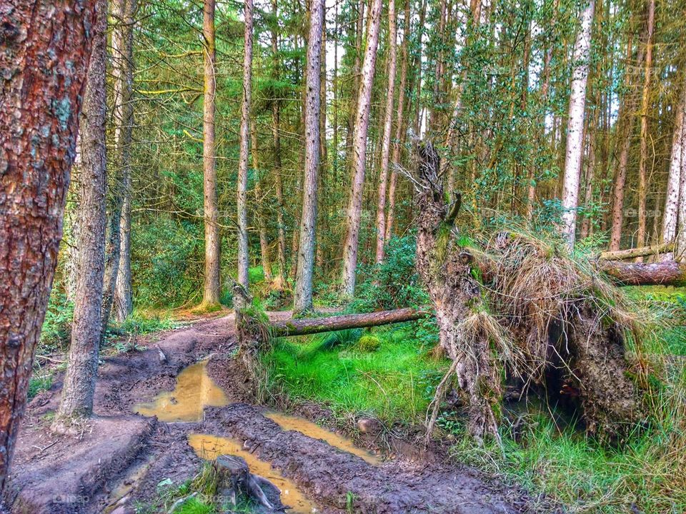 Fallen trees in forestry/woodland - Cwmbach, Aberdâr, Wales (September 2018)