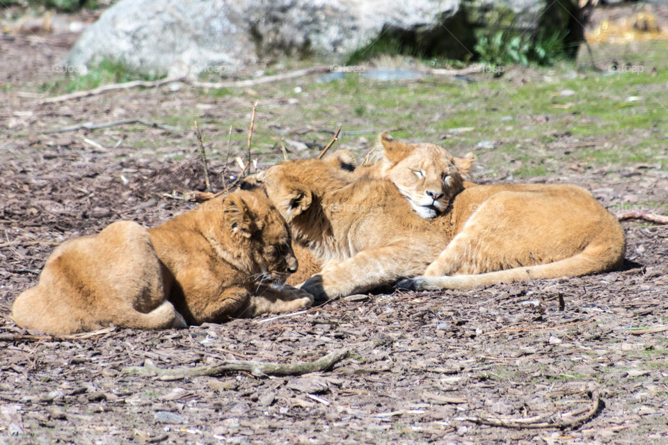 a group of furry lion cubs keeping each other warm and cozy. so cute