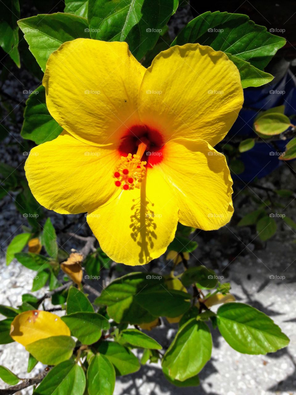 Bright Yellow Hibiscus