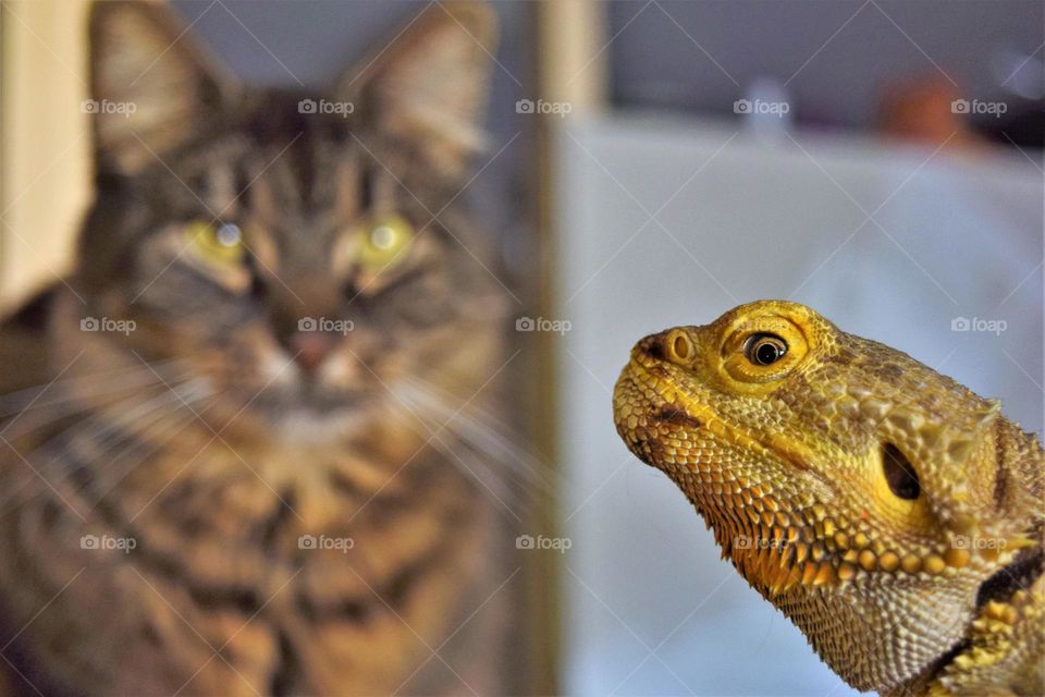 funny looking bearded dragon with fluffy cat at the background looking at him