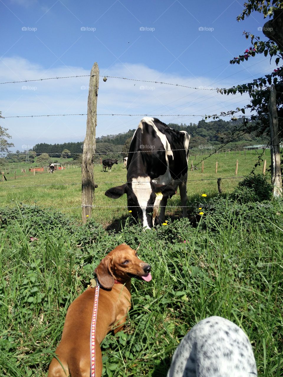 cow dachshund