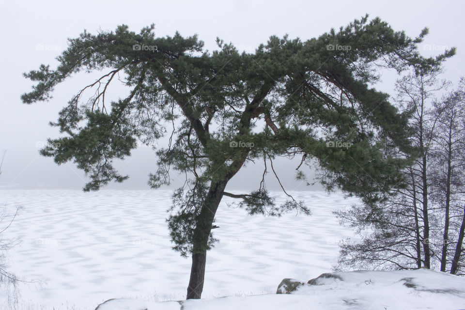 Tree by frozen lake - snow pattern on ice - träd sjö snö mönster