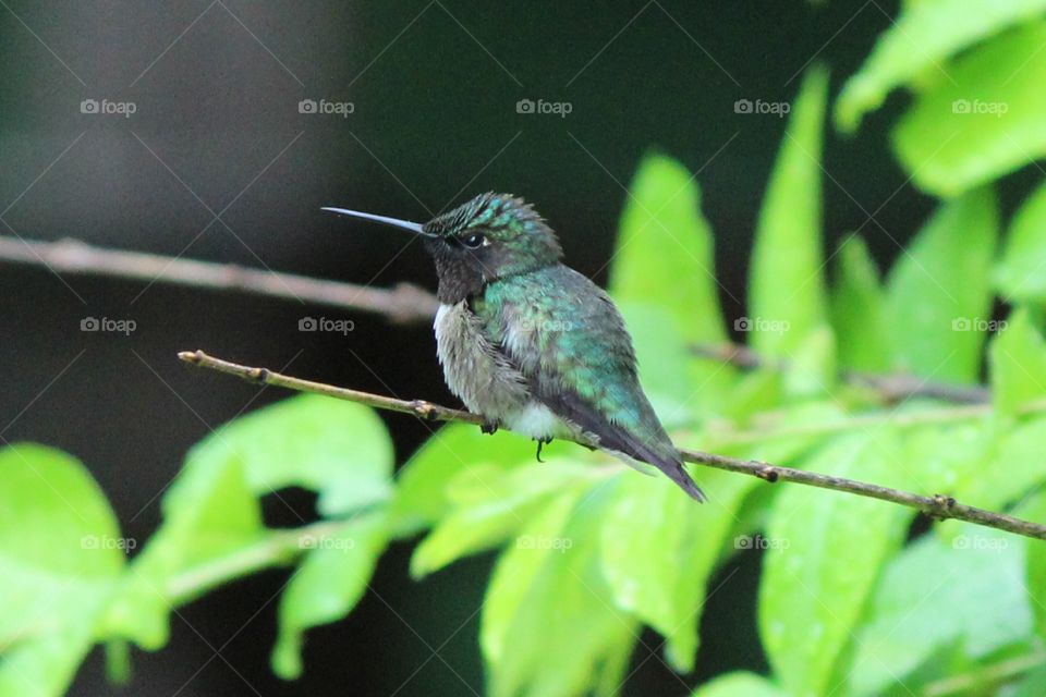 little emerald hummingbird just resting in the shade