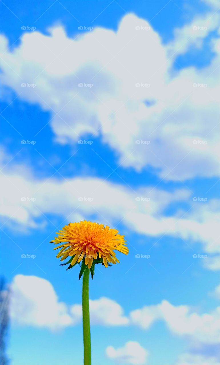 dandelion and clouds