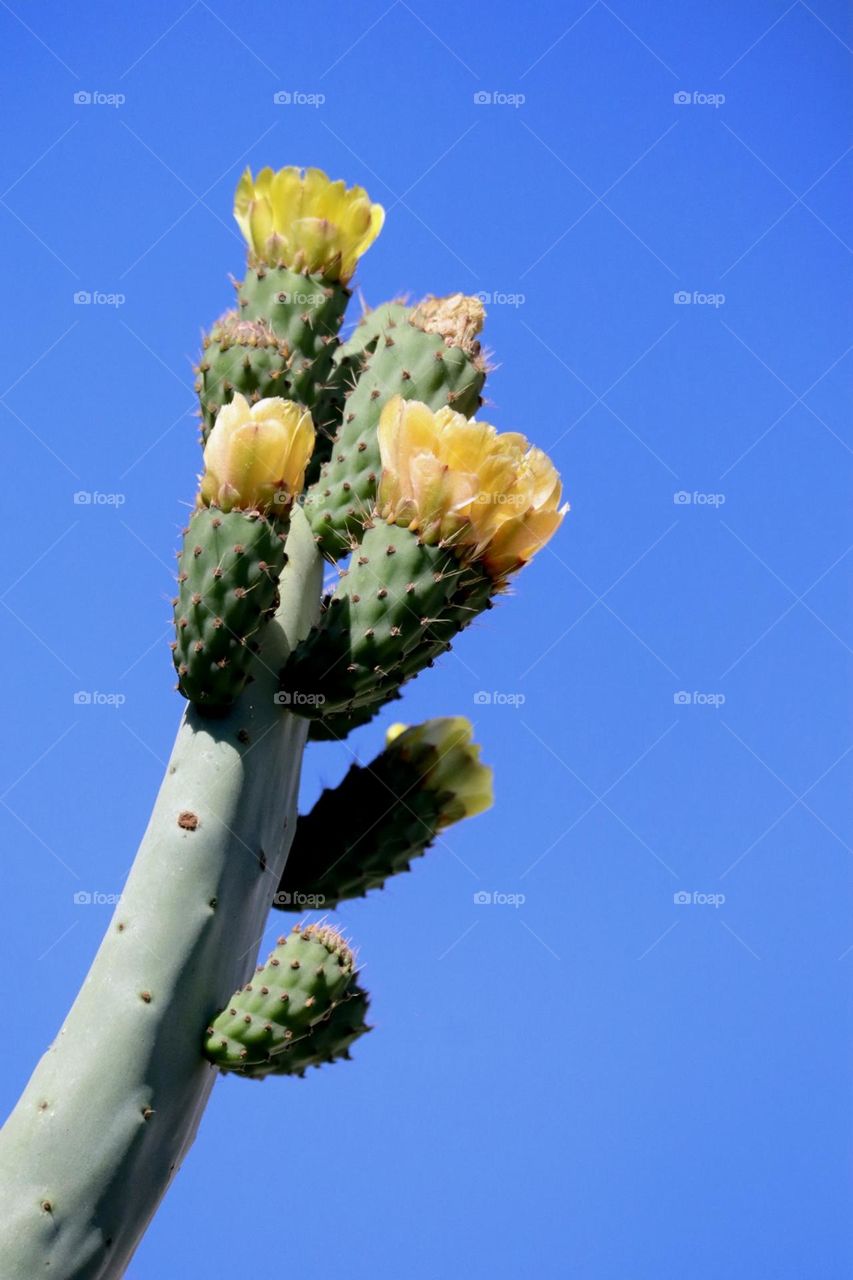 Blooming cactus against blue sky 