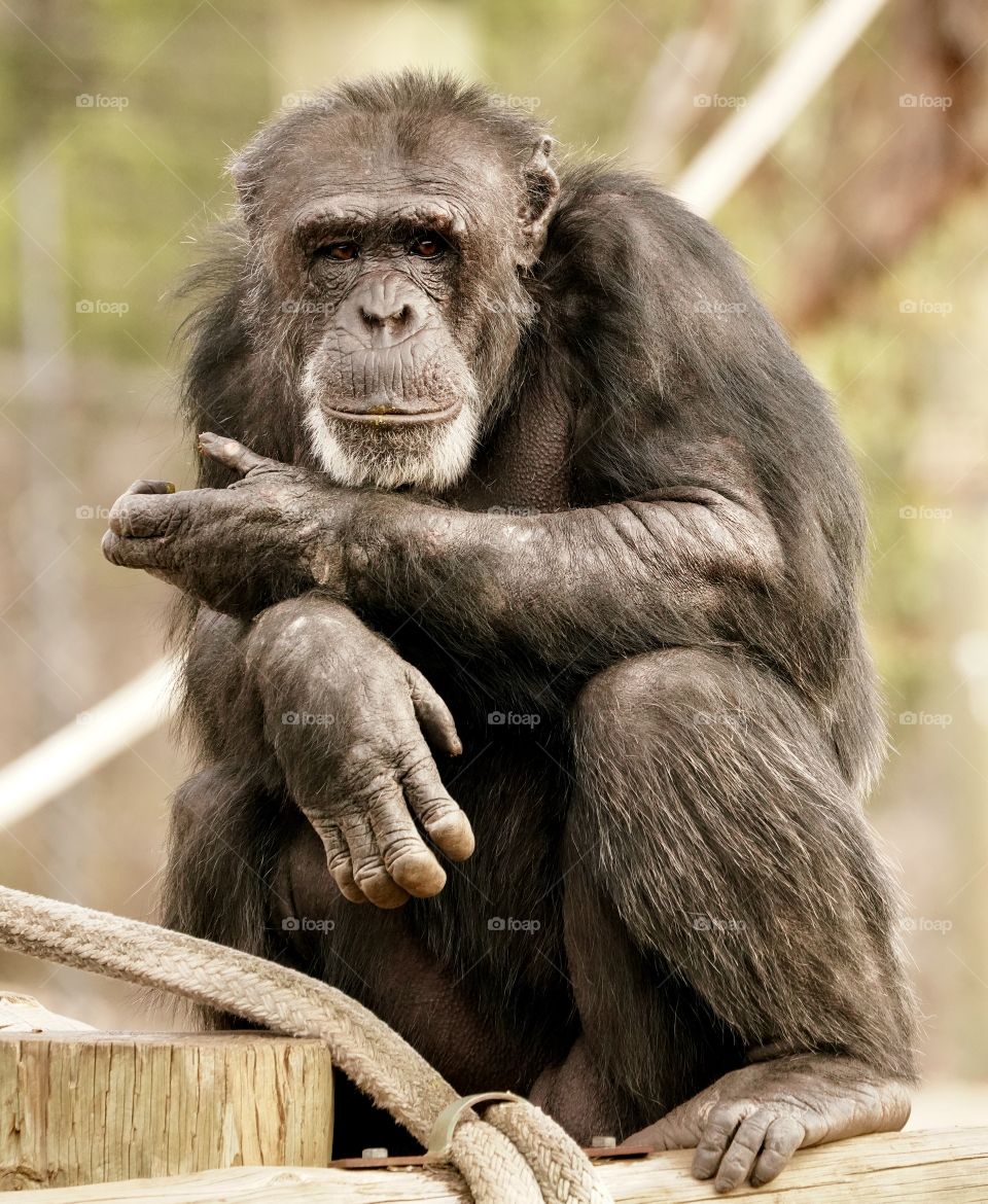 Chimpanzee staring into the camera lens