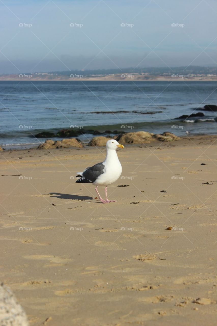 a seagull at the beach
