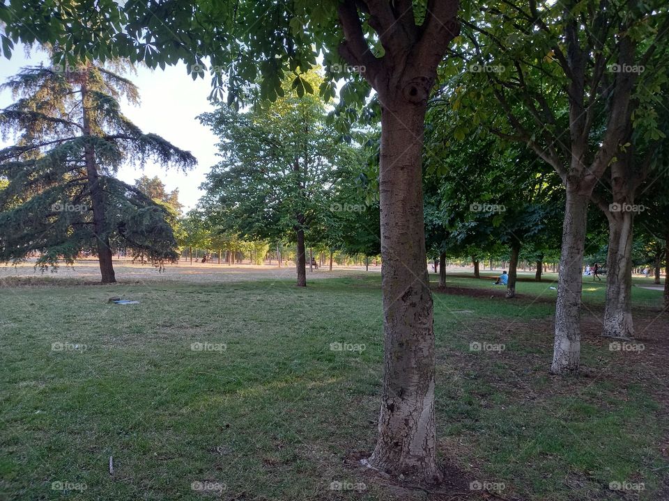 A Public Park in Madrid