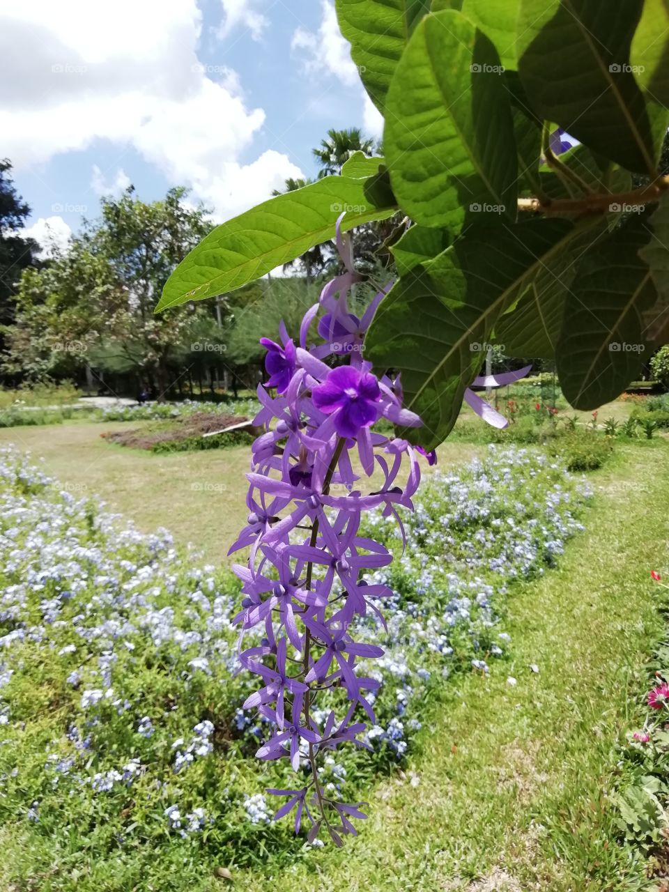 Go crazy with flowers # botanical Garden