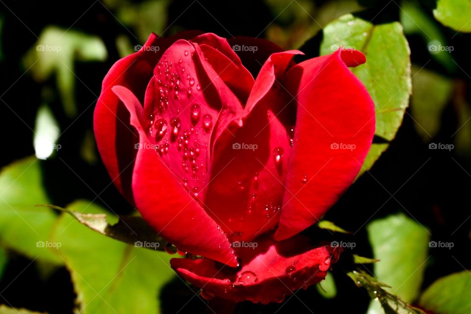 Flowers,rose,red,botany ,macro