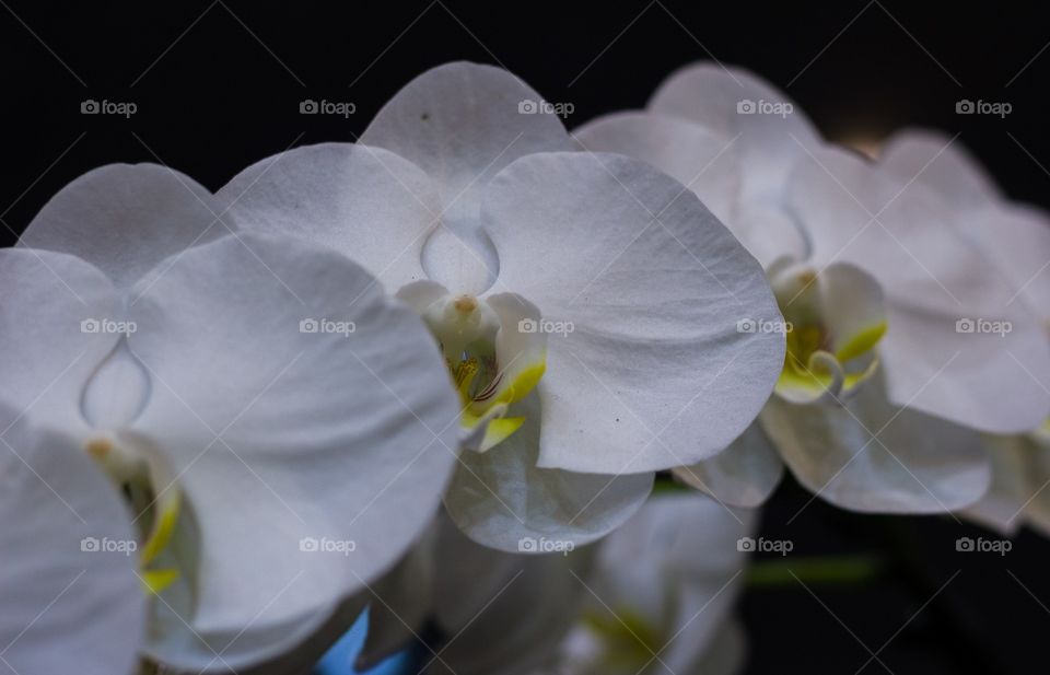 Triple beautyful orchids.